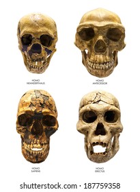 Fossil skull of Homo Erectus, Homo Sapiens, Homo Neanderthalis and Homo Antecessor. Last one is the earliest known human species in Europe. - Shutterstock ID 187759358
