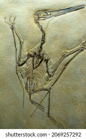 Fossil Of A Small Pterosaur