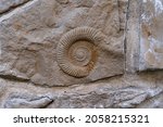 Fossil of specimen of ammonite in stone wall