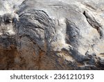 Fossil stromatolite, Brachina Gorge, Australia