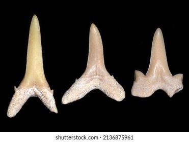 Fossil Teeth Of Lamniform Sharks From Morocco.