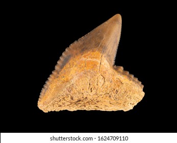 Fossil tiger shark tooth, Galeocerdo species. Tiger sharks evolved in the Miocene epoch, which extended from 5 to 23 million years ago