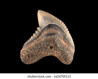 Fossil Tiger Shark Tooth, Galeocerdo Mayumbensis. An Extinct Species From The Miocene Epoch, Which Extended From 5 To 23 Million Years Ago