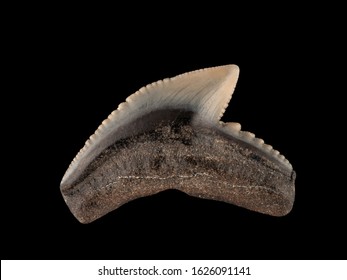 Fossil Tiger Shark Tooth, Galeocerdo Cuvier. Tiger Sharks Evolved In The Miocene Epoch, Which Extended From 5 To 23 Million Years Ago