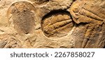 Fossil of Trilobite - Acadoparadoxides briareus - ancient fossilized arthropod on rock - paleontology background