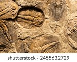 Fossil of Trilobite - Acadoparadoxides briareus - ancient fossilized arthropod on rock - paleontology background