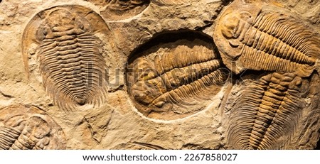 Fossil of Trilobite - Acadoparadoxides briareus - ancient fossilized arthropod on rock - paleontology background