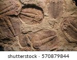fossil trilobite imprint in the sediment.