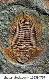 Fossil Trilobite Imprint In The Sediment