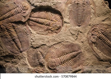 fossil trilobite imprint in the sediment. - Shutterstock ID 570879844