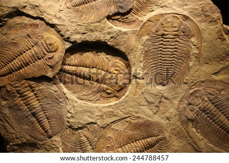 fossil trilobite imprint in the sediment