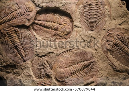 fossil trilobite imprint in the sediment.