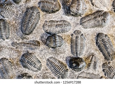 Fossil Trilobite Imprint In Stone, Paleontology Concept