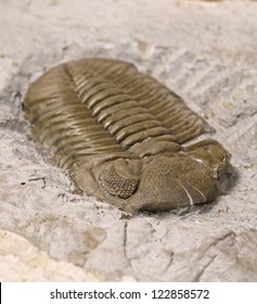 Fossil Trilobite Phacops Rana Milleri Trilobite Stock Photo 122858572 ...