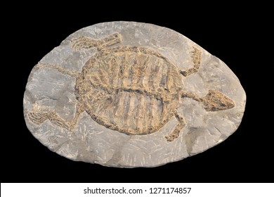 Fossil of a turtle isolated on black.