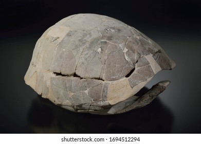 Fossil Turtle (Stylemys Nebrascensis), From The Oligocene Epoch, Crawford, Nebraska. 