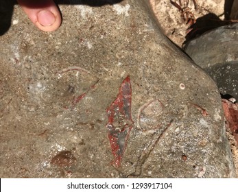 Fossiliferous Limestone Of The San Juan Basin