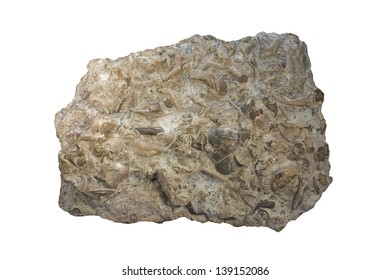 11,466 Limestone fossil Images, Stock Photos & Vectors | Shutterstock
