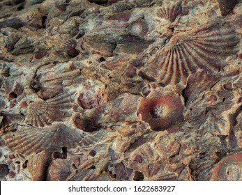 Fossilised (fossilized) Shells, Plants And Crinoids. Karoo, Western Cape, South Africa.