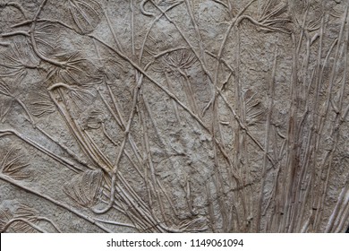 Fossilised Sea-lillies (Crinoidea)