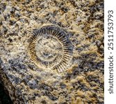 Fossilized ammonite on a rock in Torcal de Antequera