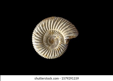 Fossilized ammonite shell isolated on a black background. An extinct mollusk. Ammonite fossils are often used to identify the age of the sedimentary rocks they are found in.