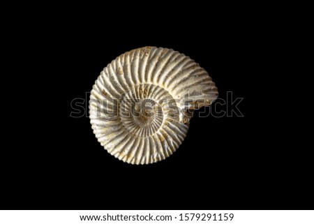 Fossilized ammonite shell isolated on a black background. An extinct mollusk. Ammonite fossils are often used to identify the age of the sedimentary rocks they are found in.