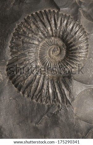 Fossilized ammonite shell, saligram stone