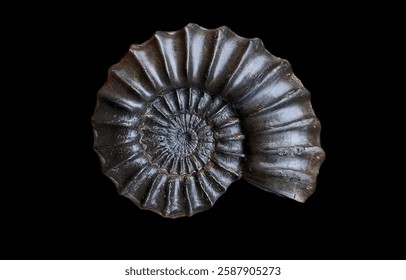 Fossilized ammonite shell showcasing prehistoric marine life, intricate spiral structure, ancient ocean history, natural beauty, and geological significance.
