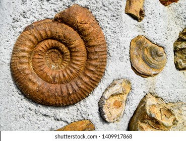 Fossilized Ammonites  From Cretaceous Period.