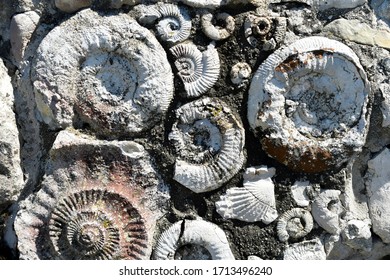 Fossilized Ammonites  From Cretaceous Period.