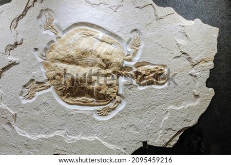 Fossilized ancient animals. Animals in stones.