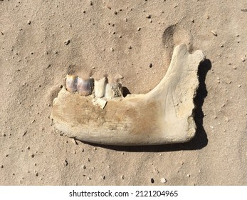 Fossilized Animal Jaw Bone With Teeth Lying In Situ On Sand. 