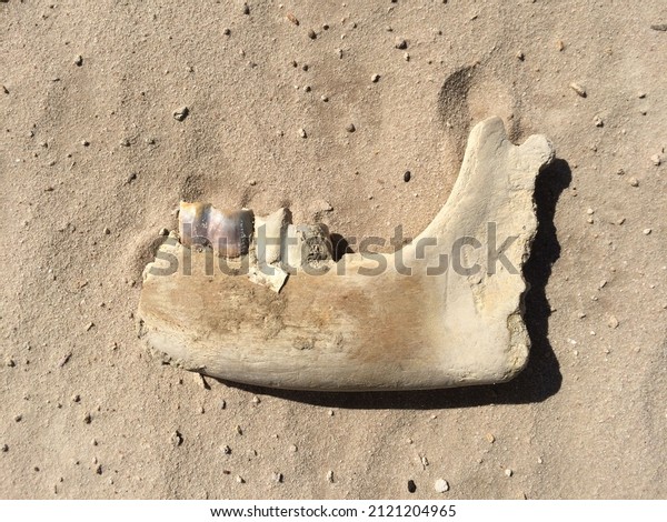 Fossilized animal jaw bone with teeth lying in situ on\
sand. 