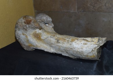 Fossilized Bone Saurolophus Found Gobi Desert Stock Photo 2160463739