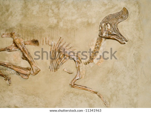 dinosaur skeleton in ground