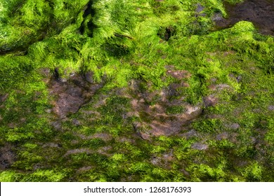 staffin beach dinosaur footprint location