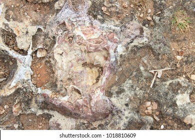 Fossilized Dinosaur Part In India