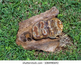 Fossilized Dinosaur teeth