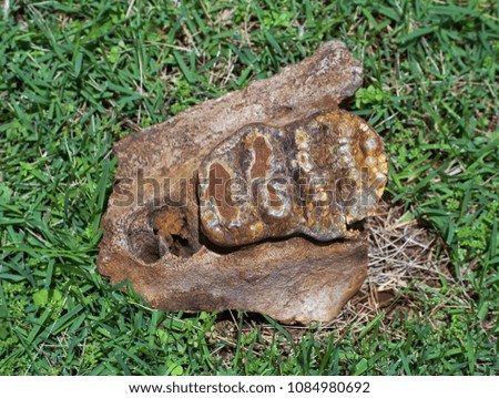 Fossilized Dinosaur teeth