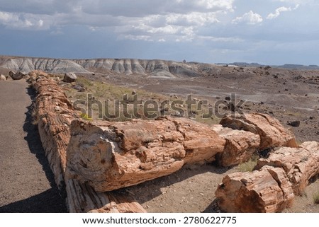 Fossilized fallen trees with painted desert in background