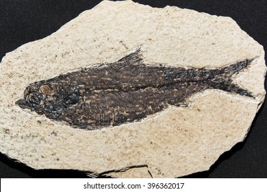 fossilized fish from the Tertiary Knightia eocaena