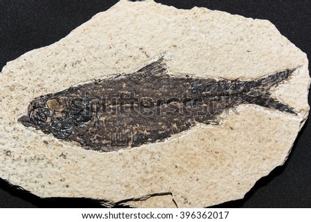 fossilized fish from the Tertiary Knightia eocaena