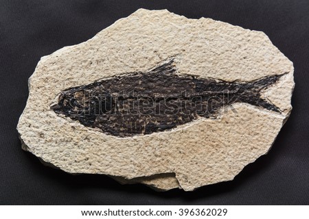 fossilized fish from the Tertiary Knightia eocaena