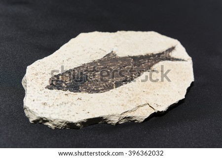 fossilized fish from the Tertiary Knightia eocaena