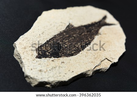 fossilized fish from the Tertiary Knightia eocaena