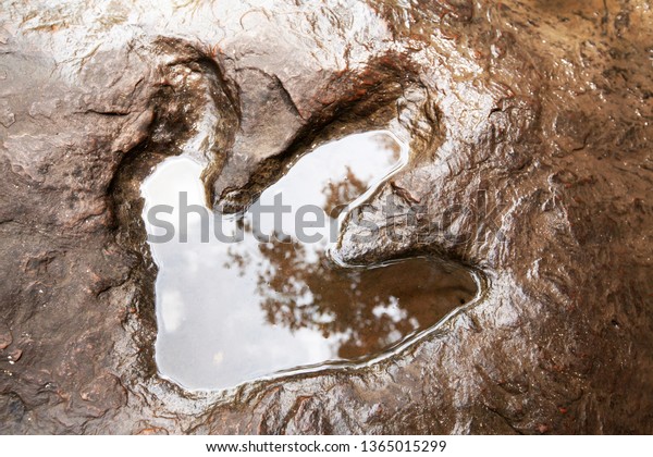 A\
fossilized footprint of a theropod dinosaur on the stream in\
primary tropical forest, sky with clouds reflection on surface of\
freshwater on a dinosaur footprint. Kalasin,\
Thailand.