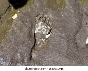 Fossilized footprints of humans over 20,000 years old