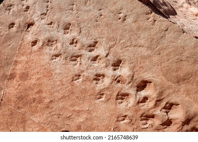 Fossilized footprints in a stone in Grand Canyon national park, Arizona, USA - Shutterstock ID 2165748639
