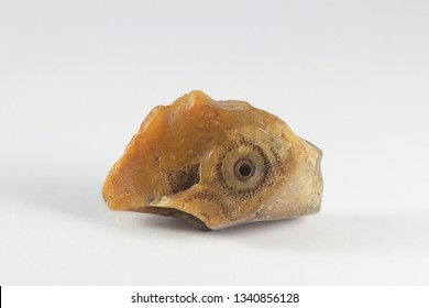 Fossilized Impression Of Sea Urchin In Chert